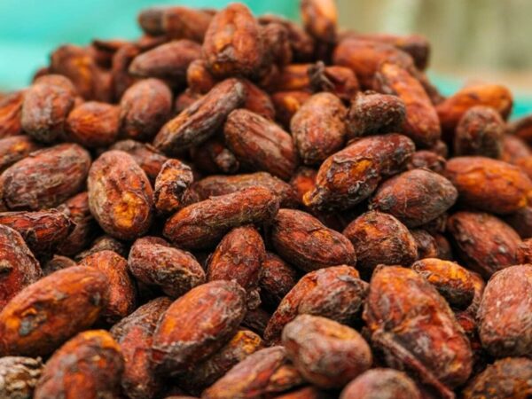 Granos de cacao chuncho